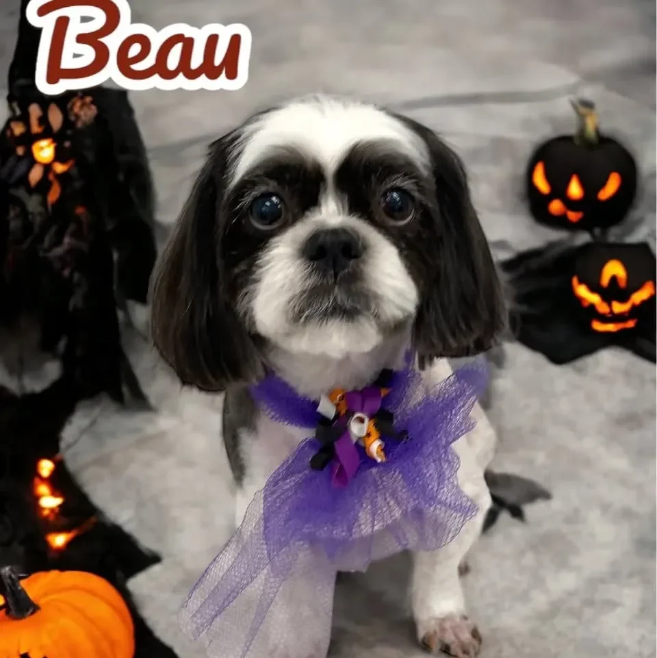 beau theshihtzu 391458637 1358294241427223 7365712815090760253 n 1 edited