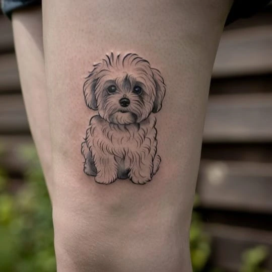 maltipoo tattoo 7